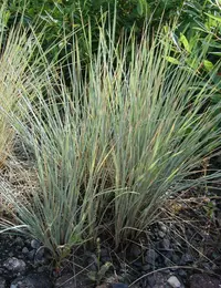 blue oat grass