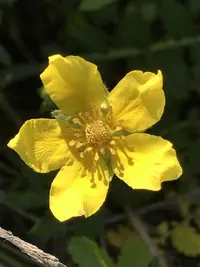 common silverweed