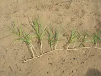 torpedo grass Identification Guide