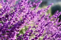 English lavender (Lavandula angustifolia) plant