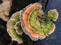 turkey tail mushroom (Trametes versicolor) plant