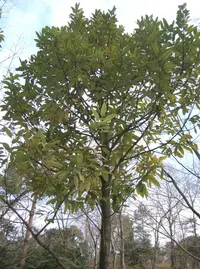 tarajo holly