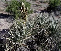 banana yucca (Yucca baccata) plant