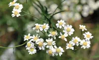 Sneezewort
