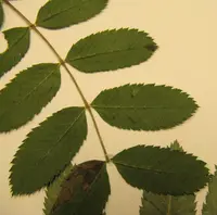 California mountain ash (Sorbus californica) plant