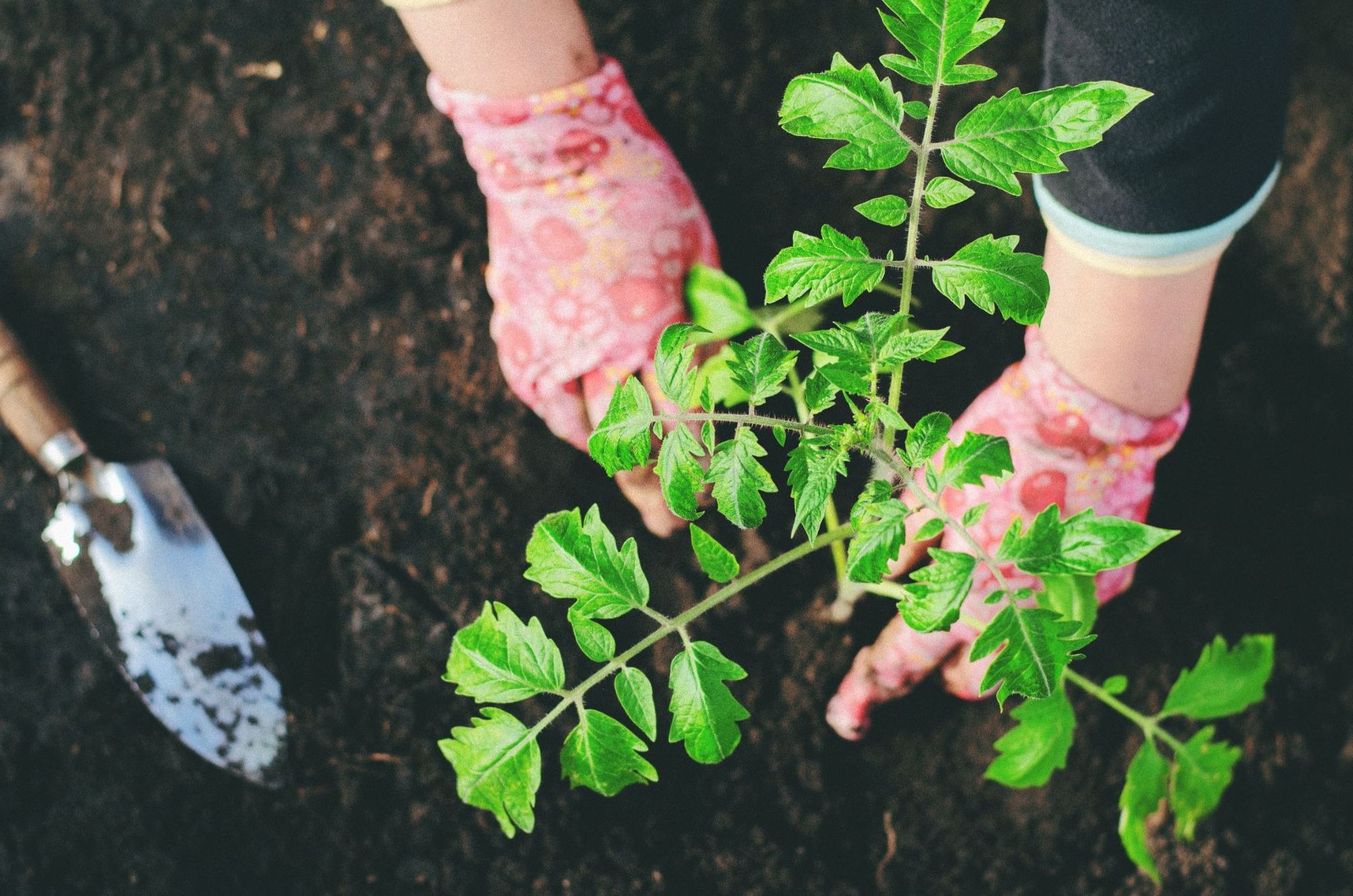What Plants Don't Like Epsom Salt - Plants That Like