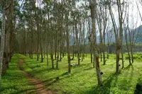 rubber tree