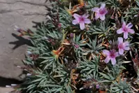 Acantholimon libanoticum (Acantholimon libanoticum) plant