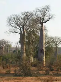 Baobab