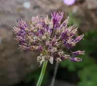 Allium cyrilli