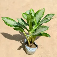 Chinese Evergreen (Aglaonema 'Emerald Bay') plant
