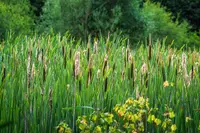 Typha latifolia plant