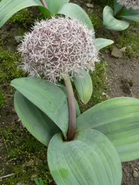 Turkestan onion