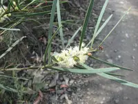 sweet acacia