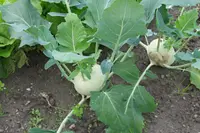 Cabbage