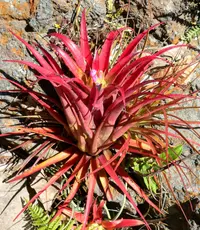 Aechmea recurvata (Aechmea recurvata) plant