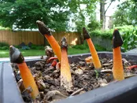 Devil's Stinkhorn (Phallus rubicundus) plant
