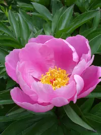 Chinese peony