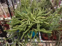 Huernia schneideriana