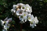 Stephanotis floribunda blooms