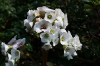 Stephanotis floribunda blooms