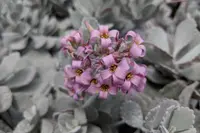 Flower Dust Plant