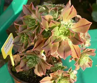 Aeonium leucoblepharum (Aeonium leucoblepharum) plant