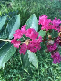 Crape Myrtle (Lagerstroemia indica 'Tuscarora') plant