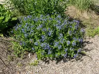 Blue Star