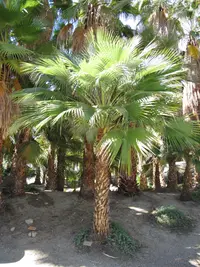 San José Hesper Palm