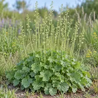 Missouri Alumroot (Heuchera missouriensis) plant