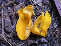 Spring Orange Peel Fungus