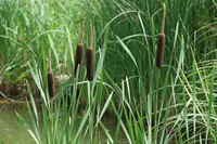 Bulrush (Typha latifolia) plant