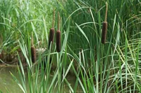 Bulrush (Typha latifolia) plant