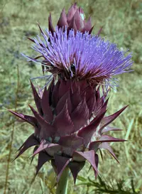 Cynara syriaca