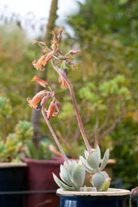 Pig's Ear (Cotyledon orbiculata) plant