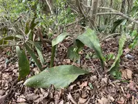Dracaena hyacinthoides