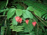 Crantzia cristata