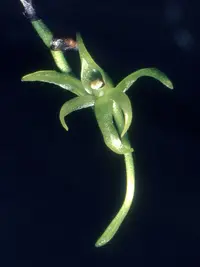 Angraecum calceolus
