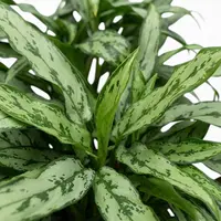 Chinese Evergreen