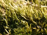 brachythecium moss