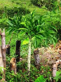 Amorphophallus variabilis