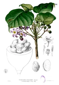 Pangium