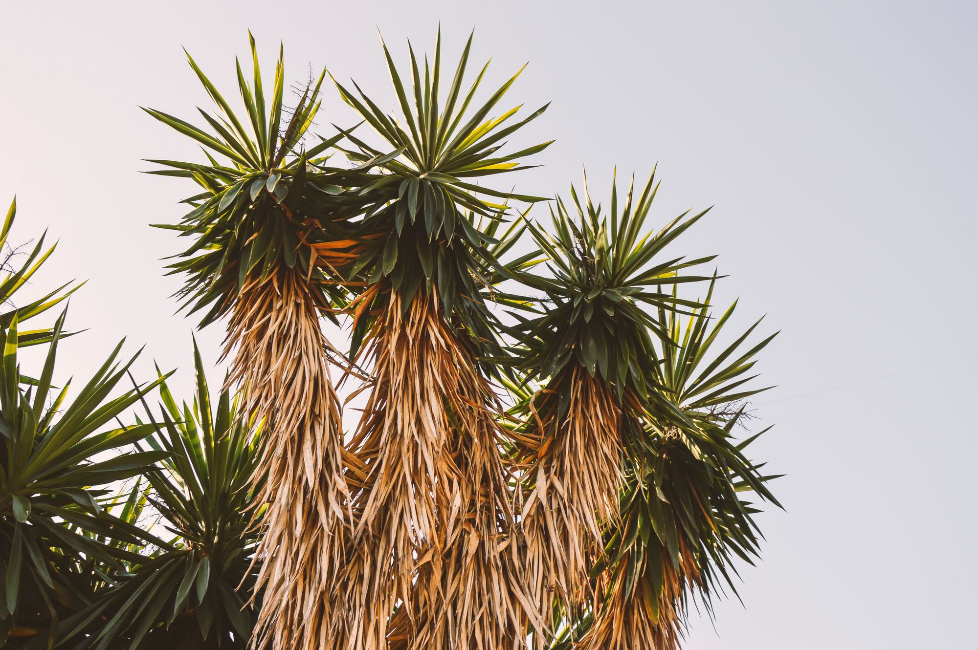 Thorny Plants - Yucca