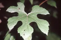 summer grape