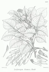 Indian rosewood (Dalbergia sissoo) plant