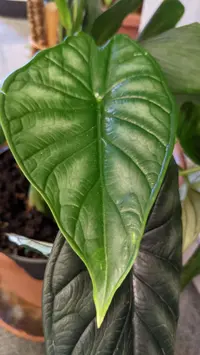 Dragon Scale plant