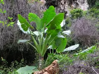 Alocasia macrorrhizos