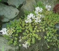 White stonecrop