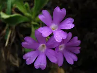 Entire-leaved Primrose (Primula integrifolia) plant